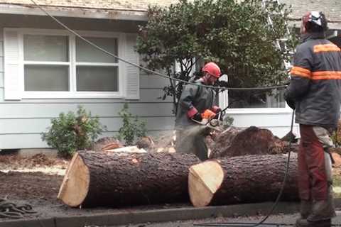 Steadfast Tree Care Fredericksburg