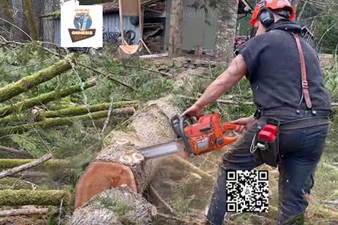 Genesis Tree Service Ashburn