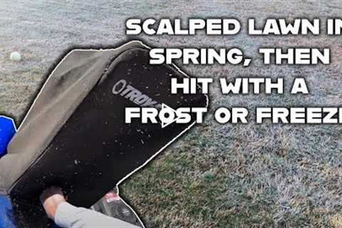Here's what happens when you mistime your spring lawn scalp. There's no reason to freak out.