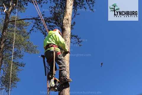 Importance of Hiring Professional Tree Removal Service Emphasized by Lynchburg Tree Service