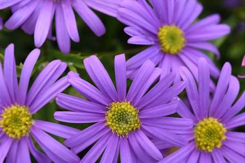 Top 10 Best Flowers for Growing in Pots