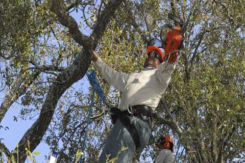 Is there a bad time to prune trees?