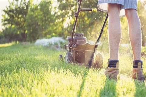 What are the basics of lawn care?
