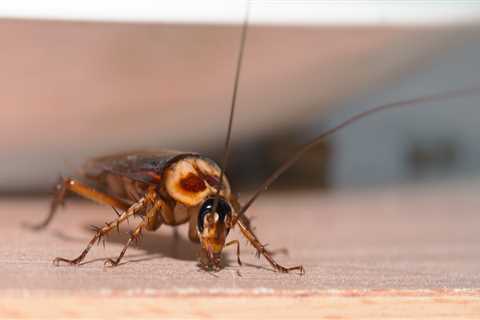 Is diy pest control safe?