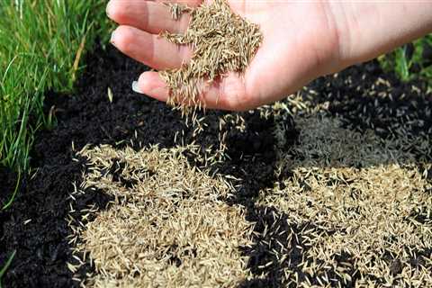 What is the best seed for your grass?