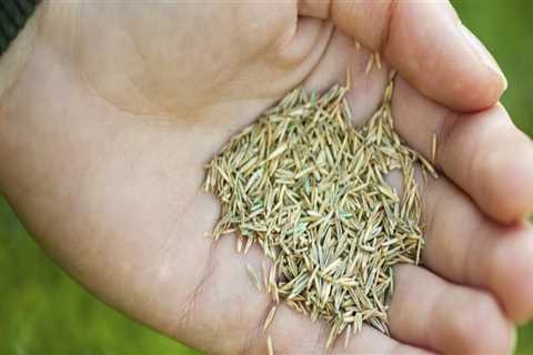 What is the most popular grass seed?