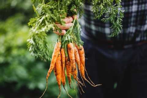 How To Grow Carrots