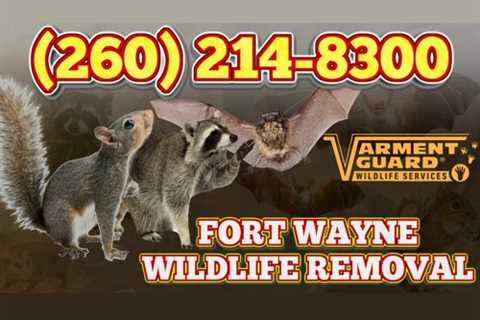 Fort Wayne Wildlife Removal