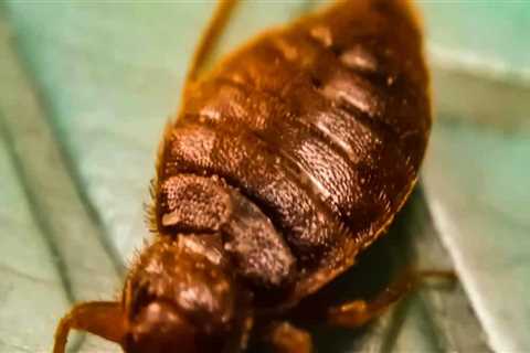 Can i get rid of bed bugs by myself?