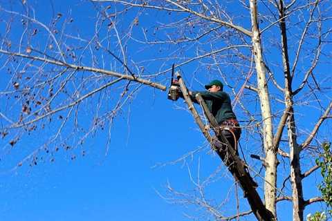 Upper Wraxall Tree Surgeon Residential & Commercial Tree Removal & Trimming Services