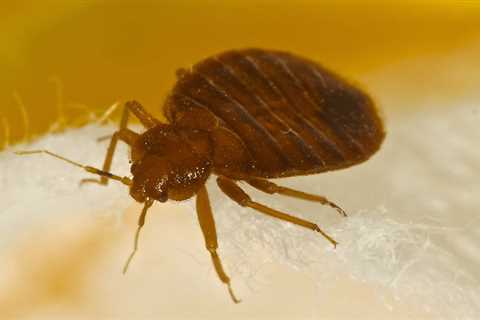 Belleair Shore Bed Bug Treatment - Emergency Domestic Bedbug Control