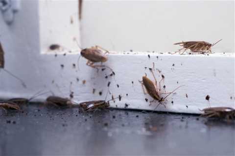 When Should You Get In Touch With A Pest Control Company For Your Organization?