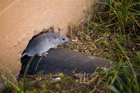 Signs You Have Mice in Your Walls