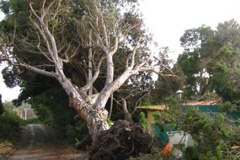 Brentry Tree Surgeons Residential & Commercial Tree Removal Services