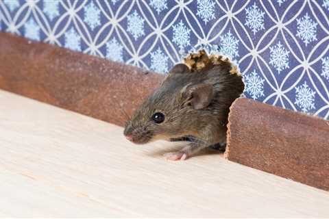 How To Keep Rodents Away From Your Home