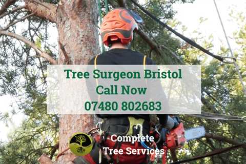Upper Hill Tree Surgeon 24 Hr Emergency Tree Services Dismantling Removal & Felling