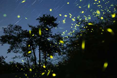 7 Ways To Attract Fireflies to Your Yard