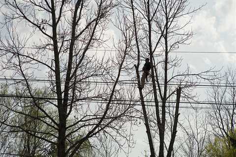 Tree Surgeon in West Town 24 Hour Emergency Tree Services Removal Dismantling & Felling