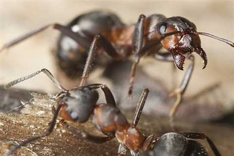 Pest Control Keystone Beach