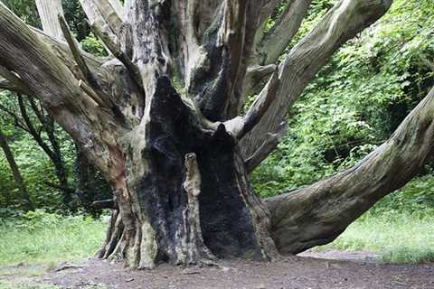 Clevedon Tree Surgeon Tree Removal Dismantling And Felling Throughout Clevedon