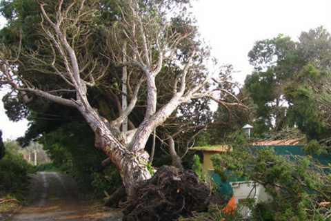 Tree Surgeon Sirhowy