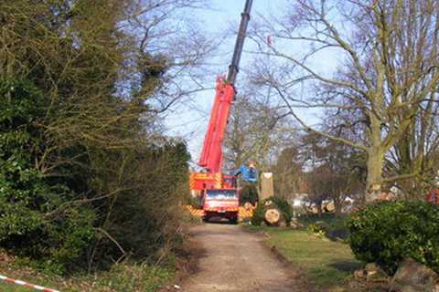 Tree Surgeon Mathern