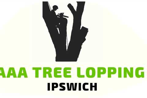 Emergency Tree Service In Ipswich