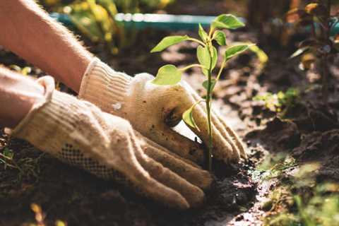 Planting Trees Benefits - AAA Tree Lopping Ipswich