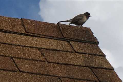 How to Find an Emergency Roofing Company