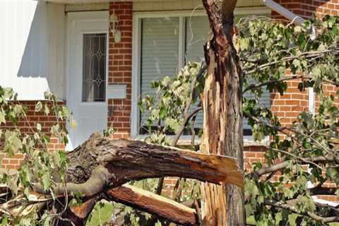 Who's responsible for tree falling on house?