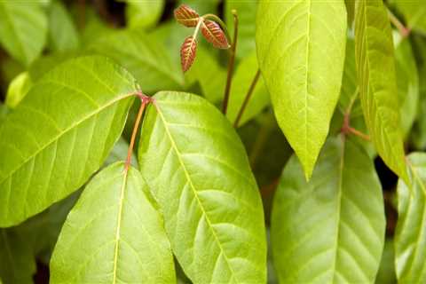 How do you get rid of poison ivy that won't go away?