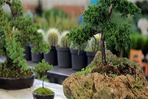 What is the most hardy bonsai tree?