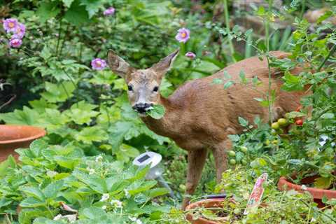 6 Ways To Keep Deer Out of Your Yard