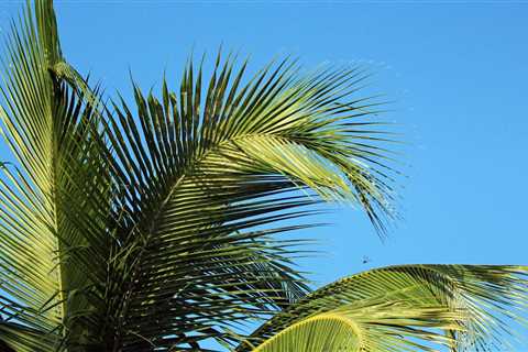 What Are Palm Fronds?