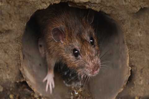 What do rodents hate the most?