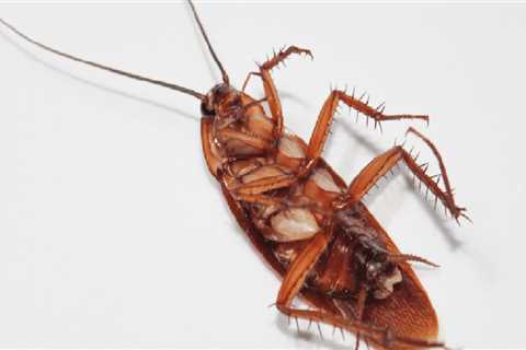 Why do roaches come out after extermination?