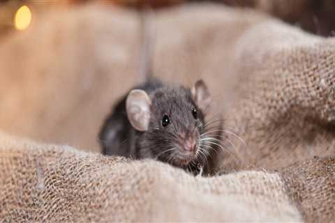 What smell will keep rodents away?