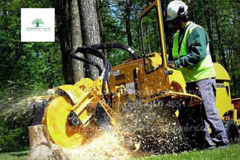 Sunshine Coast Arborist Tree Service