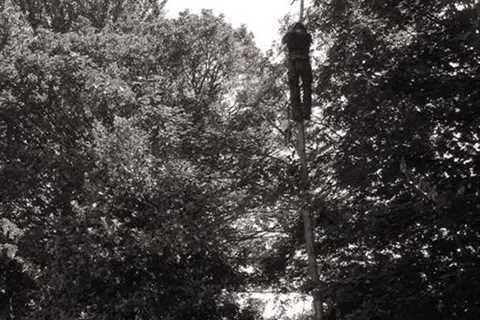 Tree Surgeon Pontnewydd