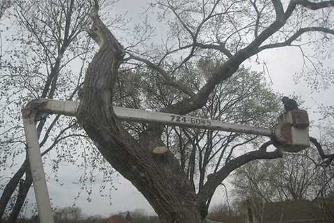 Tree Surgeon Waunllapria