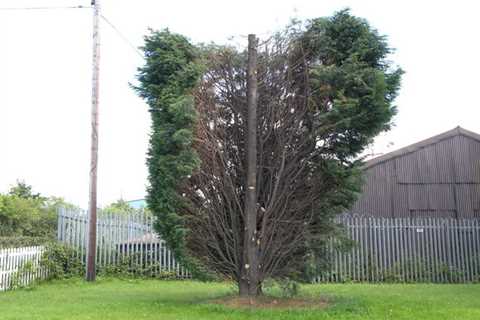 Tree Surgeon Aberfan