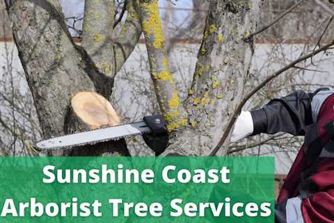 Sunshine Coast Arborist Tree Service