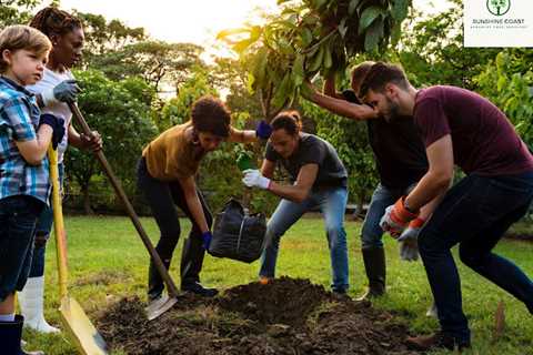 Sunshine Coast Arborist Tree Service