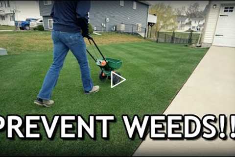 How To Apply GRANULAR Pre Emergent To Prevent Crabgrass // Spring Lawn Care Step 2