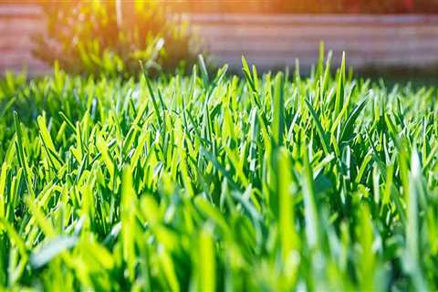 What does it mean to maintain a lawn?