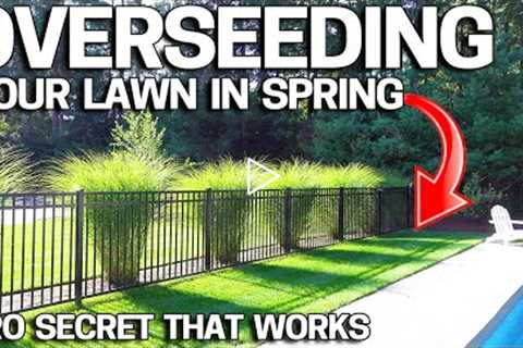 How to OVERSEED an UGLY LAWN in SPRING