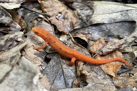 How To Keep Salamanders Out of Your House