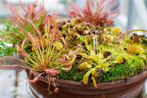 Beginner’s Guide to Carnivorous Houseplants