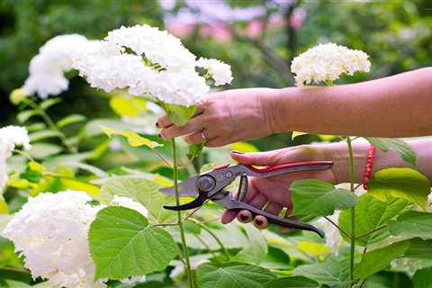 Should You Prune Hydrangeas In the Fall?