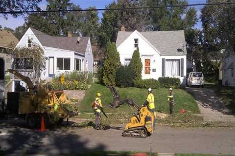 Arborist In Sydney: Pruning Trees And Bushes Cleanup